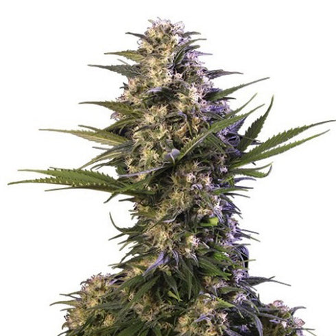 Buddha Seeds - Kraken