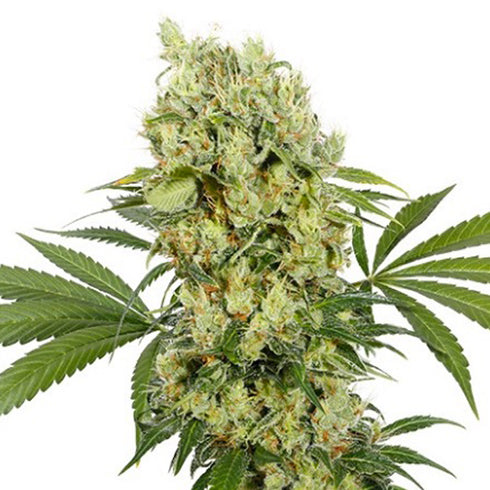 Buddha Seeds - Medikit CBD