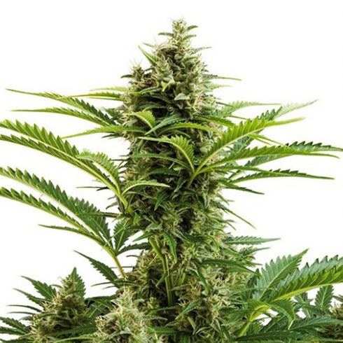 Buddha Seeds - Vesta