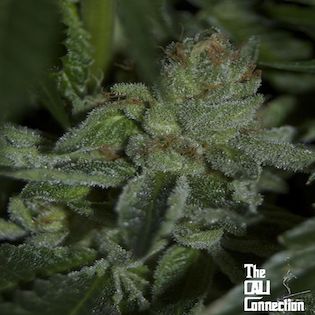 Cali Connection - Buddha Tahoe OG