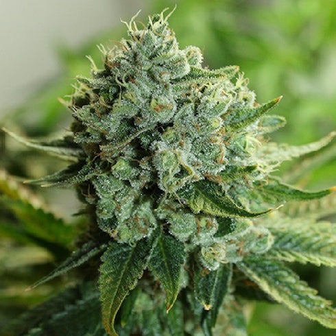 Rare Dankness - Mouse Trap