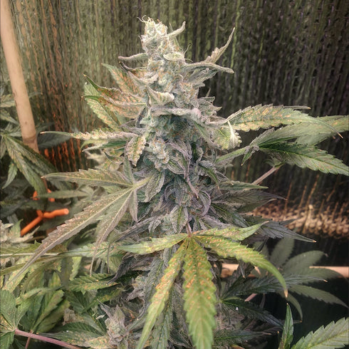 Dr Krippling Seeds - Bulk Smash Auto