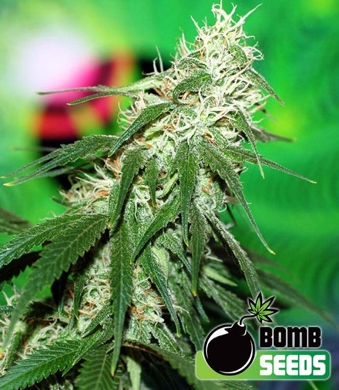 Bomb Seeds - Buzz Bomb
