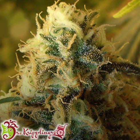 Dr Krippling Seeds - Buzz Light Gear