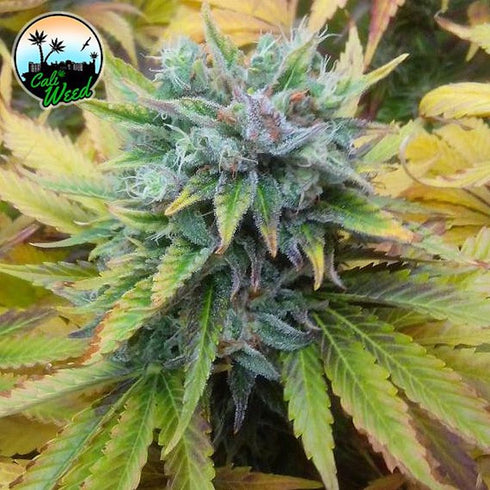 Cali Weed - Cali Dream