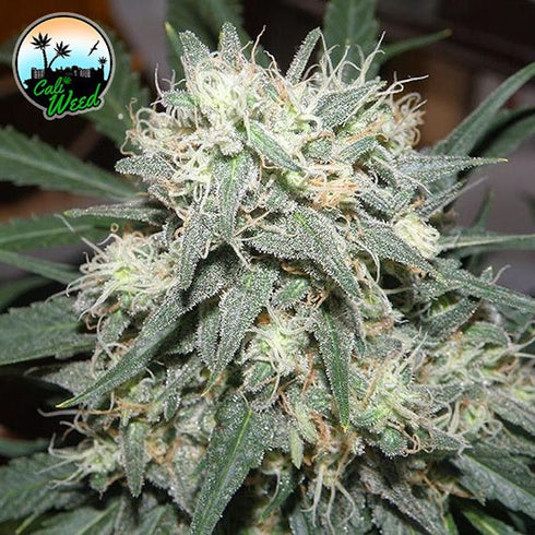 Cali Weed - Cali Killer