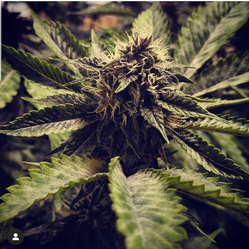 BSB Genetics - The Cali Collection - Cali Cherry Pie