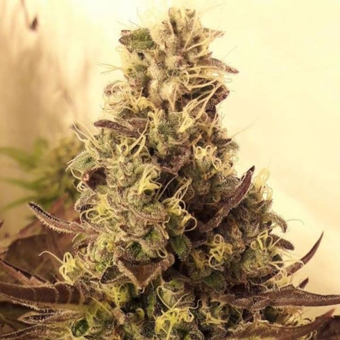 BSB Genetics - The Cali Collection - Cali Cookies