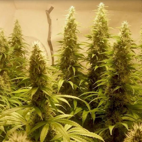 BSB Genetics - The Cali Collection - Cali Dream