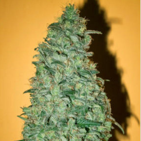 Mandala Seeds - California Dream