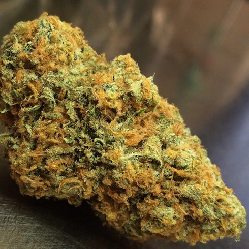 Expert Seeds - California Orange (formerly Orange Skunk)