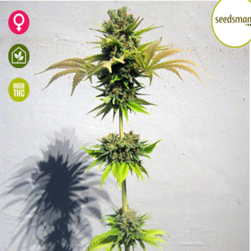 Seedsman - California Orange