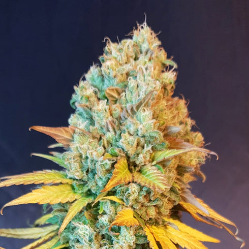 BSB Genetics - The Cali Collection - Cali Sherbet