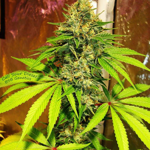 BSB Genetics - The Cali Collection - Cali Sour Diesel