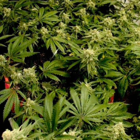 BSB Genetics - The Cali Collection - Cali Wreck