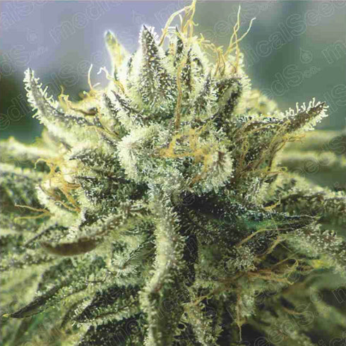 Medical Seeds - Canadian Kush 2.0