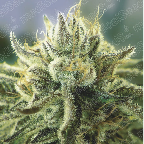 Medical Seeds - Canadian Kush