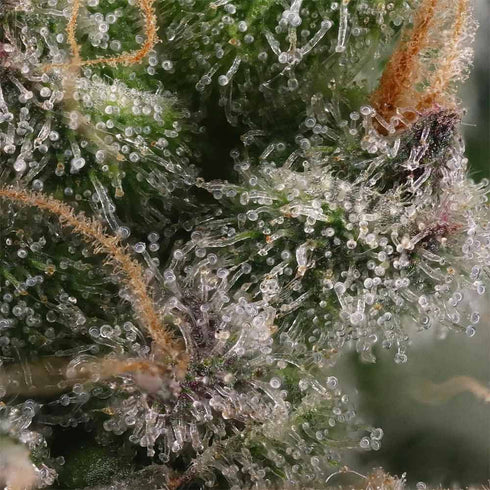 Grounded Genetics - Candy Gas