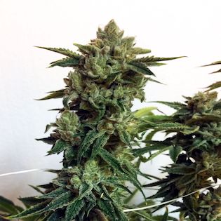 Lineage Genetics - Candy Glue