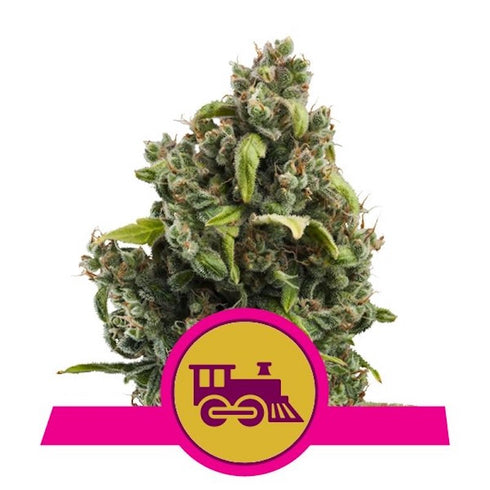 Royal Queen Seeds - Candy Kush Express FAST