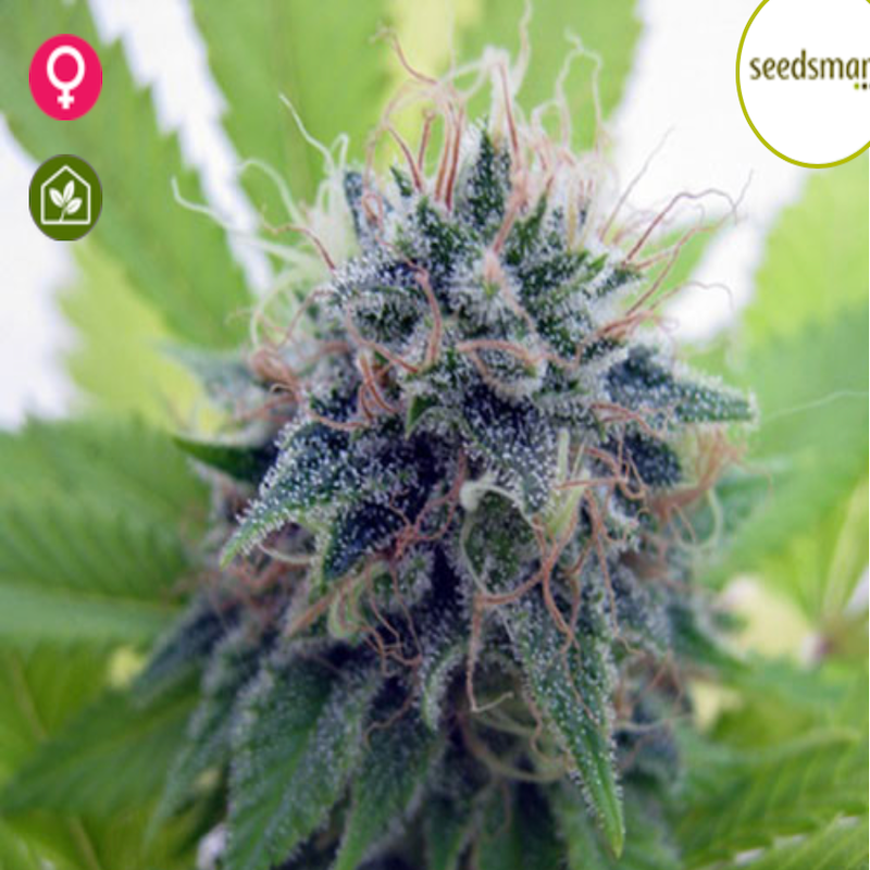 Seedsman Candy Cream Cannabis Seeds UK Skunkworks