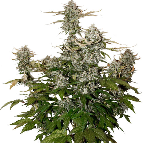 Seed Stockers Seeds - Candy Dawg