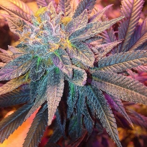 Grand Daddy Purple - Candyland