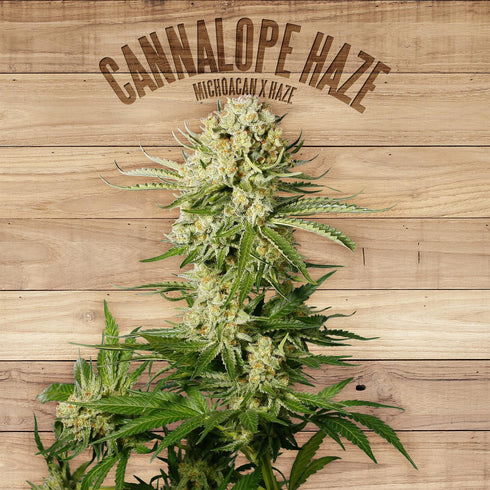 The Plant - Cannalope Haze