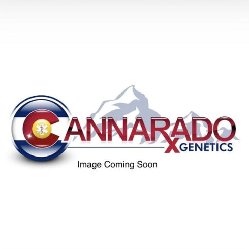 Cannarado Genetics - Birthday Blues