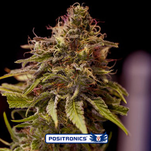 Positronic Seeds - Caramel Ice CBD