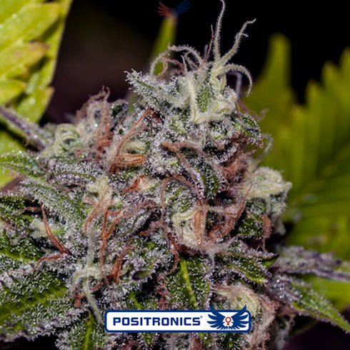 Positronic Seeds - Caramel Ice