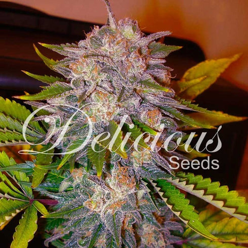 Delicious Seeds - Caramelo
