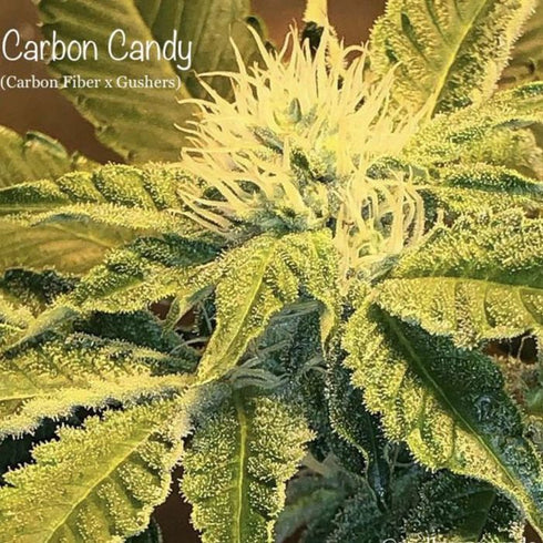 Cannarado Genetics - Carbon Candy