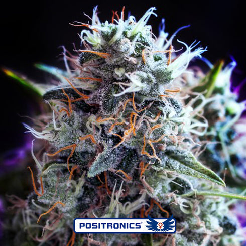 Positronic Seeds - Black Widow CBD