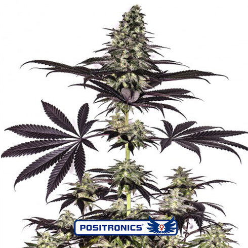 Positronic Seeds - CBD + Caramelice Express