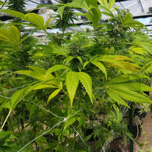 The Original Big Buddha Family Farms - CBD Cheese