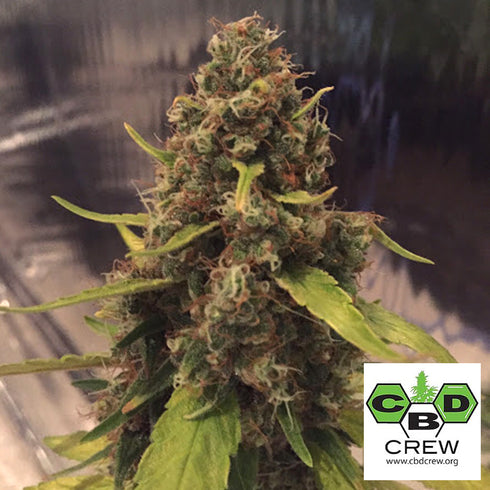 CBD Crew - 3D CBD
