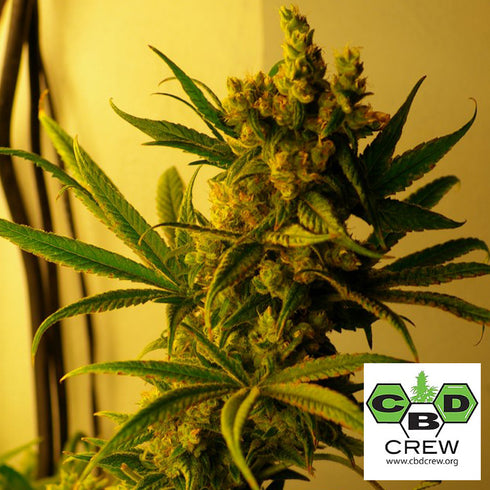 CBD Crew - CBD SharkShock