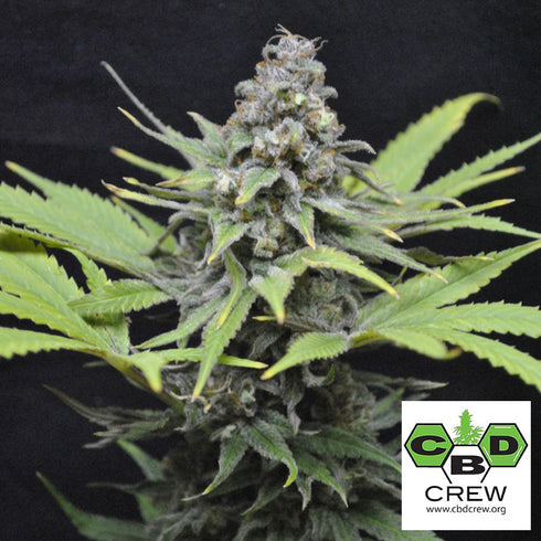 CBD Crew - CBD Critical Mass Feminised