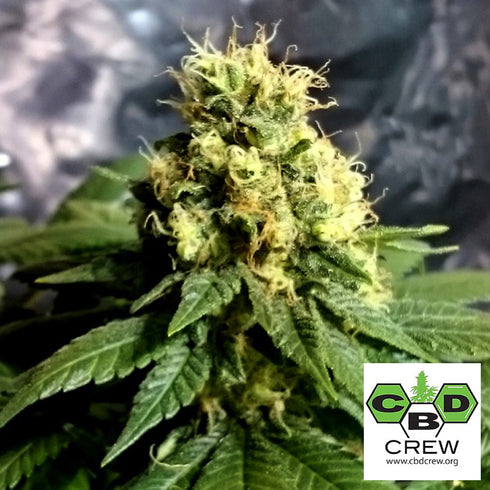 CBD Crew - Divine CBD