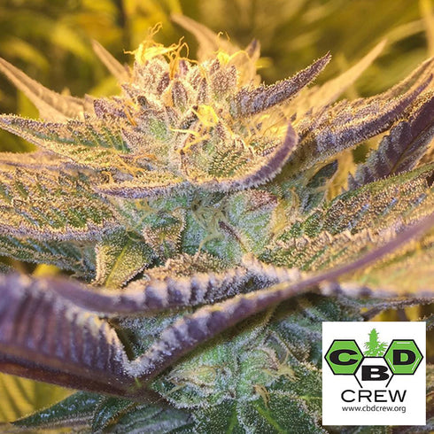 CBD Crew - Girl Scout Cookies CBD