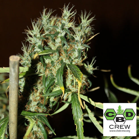 CBD Crew - CBD Mango Haze