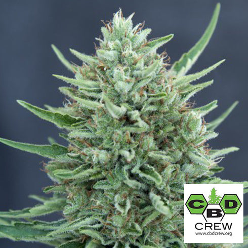 CBD Crew - Med Gom CBD Auto
