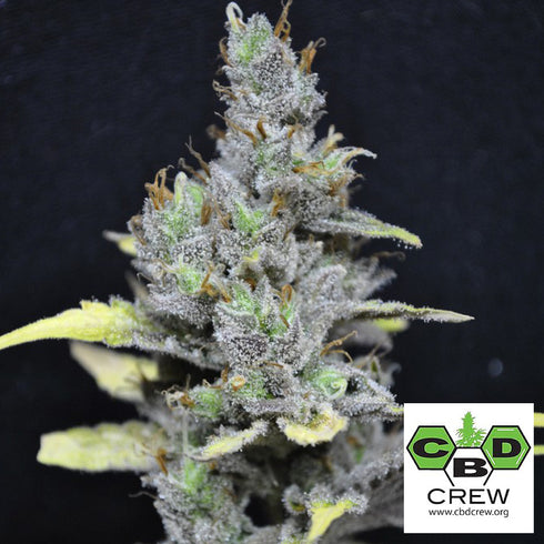 CBD Crew - CBD Medi Haze