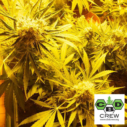 CBD Crew - Mix Indica CBD