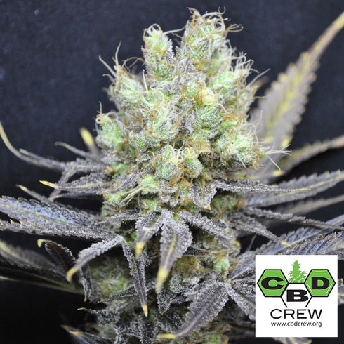 CBD Crew - Nordle CBD