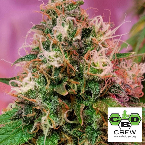 CBD Crew - OG Kush CBD