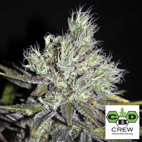 CBD Crew - Sweet 'n Sour Widow CBD