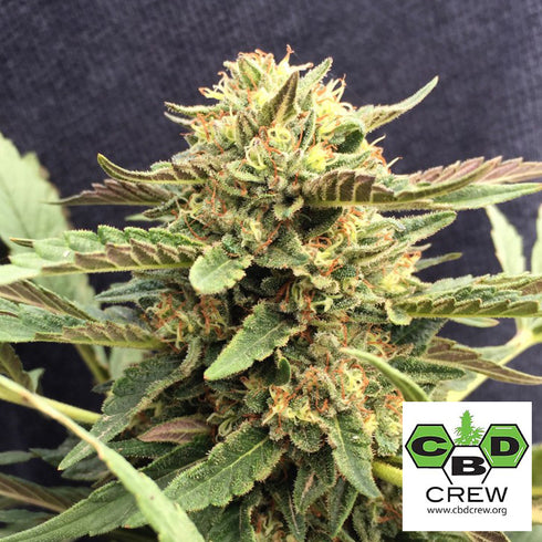 CBD Crew - Therapy CBD