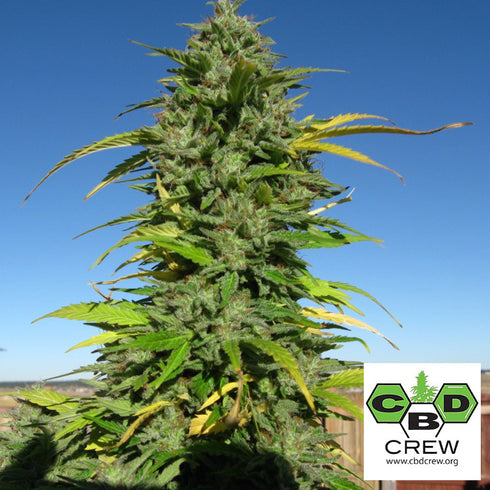 CBD Crew - Yummy CBD